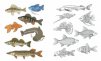 Аквариумные и пресноводные рыбы. Дидактический материал по лексической теме